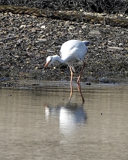 grey heron